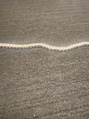 3MM D VVS Moissanite Tennis Bracelet Solid S925